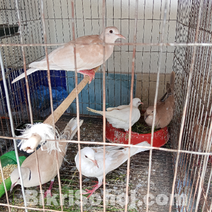 ৬ টি অস্ট্রেলিয়ান ঘুঘু ডিমসহ